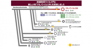 メドゥーサウイルスの正式な分類の提唱―マモノ（魔物）ウイルス科メドゥーサウイルス属―