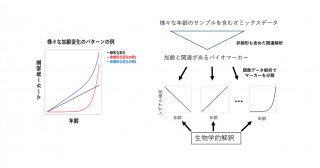 オミックスデータから非線形な加齢変化の全体像を取得する解析手法を開発