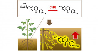 ダイズ根圏へのイソフラボン供給量を増やす酵素を発見―植物が機能性成分を根から土壌へ分泌するメカニズムの理解に貢献―