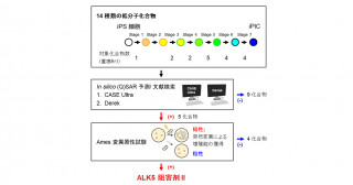 サイクリン依存性キナーゼCDK8/19阻害はヒトiPS細胞からの膵島様細胞への分化誘導において重要な役割を果たす