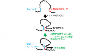 ATM遺伝子変異による乳癌発症機構を解明－HBOC症候群の乳腺特異的発癌機構の解明に貢献－
