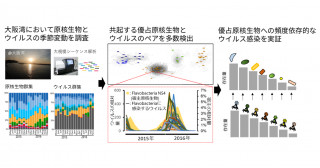 海洋微生物も”密”ならウイルスに感染する－頻度依存的なウイルス感染を大阪湾で実証－