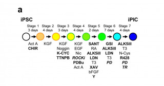 A safer method of generating pancreatic islet-like cells from human iPS cells by inhibiting cyclin-dependent kinase CDK8/19