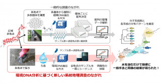 環境DNA分析に基づく新しい系統地理調査－バケツ一杯の水から魚の地域分化を解明－