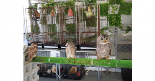 日本のエキゾチックアニマルカフェ調査―加熱する現象の解剖と懸念される影響―