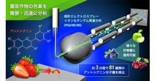 農作物に含まれる成分を簡便・迅速に分析する技術を確立～煩雑な抽出や分離操作が不要、わずか3分間で81種類のアントシアニンを分析可能～