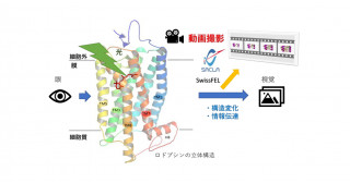 視覚に関わるタンパク質の超高速分子動画－薄暗いところで光を感じる仕組み－