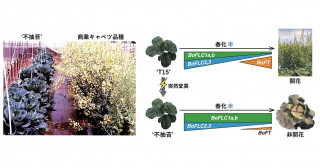 キャベツの開花が強力に抑制されるメカニズムを解明−45年前に発見された、花が咲かないキャベツの解析を通して−