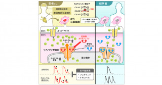 致死性遺伝性不整脈の患者由来iPS細胞モデル―カルモジュリン変異が引き起こす重症不整脈―