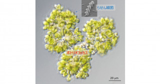 炭化水素産生藻類ボトリオコッカスの「衣」にドリルで穴をあけて住み着く共生細菌の発見―藻類屋外大量培養と藻類ブルーム制御の鍵となる可能性―