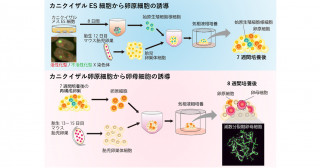 霊長類の多能性幹細胞から卵母細胞の誘導に成功