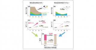 生態系の季節的なつながりが生き方の多様性を維持する―森から川に供給される陸生昆虫がサツキマスを育む―