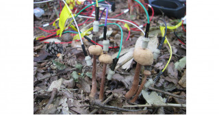 雨後のキノコの電気的な会話を測定-菌糸のネットワークによるシグナル伝達の可能性を野外で初確認-