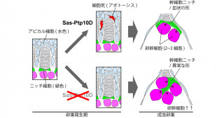 卵幹細胞ニッチの形づくりが卵幹細胞の数と卵産生能を決めることを解明