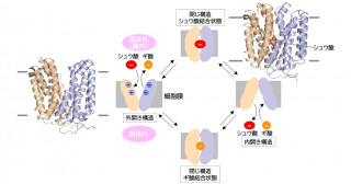 尿路結石形成を防ぐ腸内細菌で働く鍵分子・シュウ酸輸送体の立体構造解明