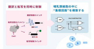 mRNAスイッチを用いた哺乳類細胞内コンピューティングの基盤構築
