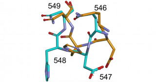 X線自由電子レーザーで捉えたビフィズス菌酵素の常温構造－局所的な構造変化から示唆された酵素反応メカニズム－
