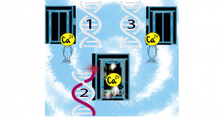 Stay CALM when the heart skips a beat