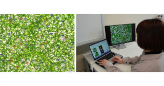 シロイヌナズナの気孔を簡便かつ高速に自動計測する技術の開発