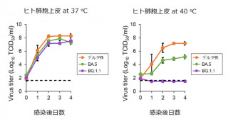 新型コロナウイルス・オミクロン株のBA.5系統およびBQ.1.1系統が、高温で増殖しづらいことを解明