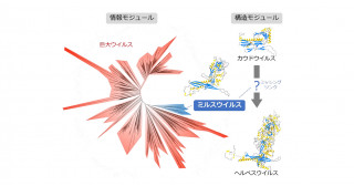 新規ウイルス門の発見―ヘルペスウイルスの起源の解明に寄与―