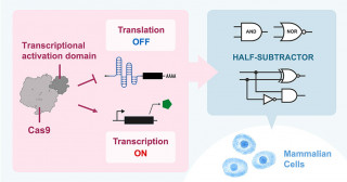 Establishing the basis for mammalian intracellular computing with mRNA switches