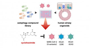 Autophagy-related compound screening for the development of COVID-19 therapeutics