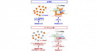 パーキンソン病の新しい発症メカニズムを発見～水素イオンとカリウムイオンの輸送異常が原因～