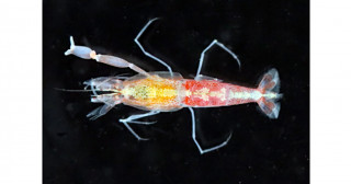 京都府伊根町沖から新種テッポウエビ類の発見―貴重な抱卵メス1個体―