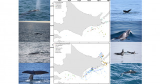 秋の北海道沿岸において鯨類の分布を解明―分布に影響を与える海洋環境を調査―
