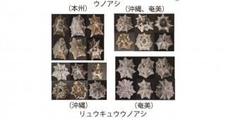 交雑帯は進化の実験場―ウノアシ種群の種分化―