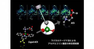ラジカルを活用した新たなケージド化法の開発―アセチルコリン濃度の時空間制御に成功―