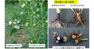 日本の伝統文化と植物科学を結ぶ「紫」の糸―絶滅危惧植物ムラサキをめぐる昔と今―