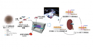 オルガノイド由来細胞を用いた腎近位尿細管モデルチップを開発～ヒトiPS細胞を用いた高機能Microphysiological systems (MPS)～