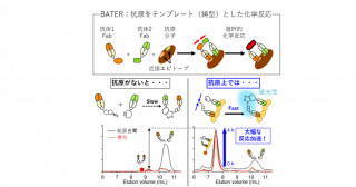 抗体ペアが抗原分子上に反応場をつくり出す―2つの抗体エピトープを利用したテンプレート反応の開発―