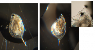 ミジンコたちのArt of War―捕食者が誘導する表現型可塑性と体サイズの関係―