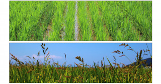 雑草が獲得した最強の除草剤抵抗性メカニズムの解明―解毒酵素の一斉活性化―