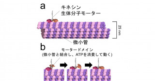 キネシン生体分子モーター無細胞合成に成功