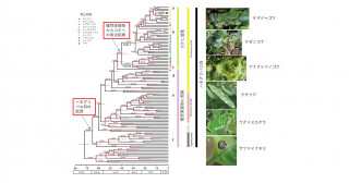 ハモグリバエにおけるコケ食の起源と多様化過程を解明