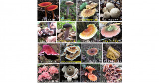 なぜ、きのこの仲間は多様なのか？―白亜紀の被子植物との出会いが生んだ多様性―
