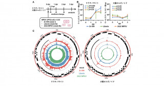 ヒトiPS細胞由来大腸オルガノイドおよびヒトケラチノサイトを用いたmpoxウイルス2022年株の解析