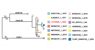Analysis of the 2022 outbreak-causing mpox virus using human keratinocytes and human iPS cell-derived colon organoids