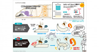 痛みを抑制するタンパク質を発見！―痛覚多様性からのアプローチ―