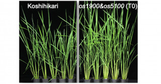 低施肥でも穂数が減らず、収量を確保できるイネを開発―ゲノム編集技術で、SDGs時代の新しいイネ遺伝資源を創成―
