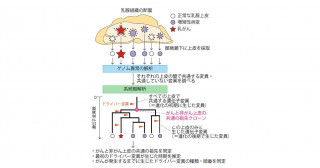 乳がん発生の進化の歴史を解明―ゲノム解析による発がんメカニズムの探索―西村先生