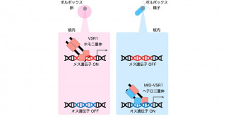 緑藻で見出されたメス・オスを決めるしくみ―タンパク質の組み合わせがメス・オスを作る―