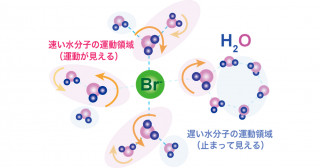 イオン周りの水分子は水素結合を素早く組み替えていた―水和物結晶中の水分子の運動を中性子で観測―