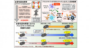 認知症に対する新たな生体防御機構の発見〜アストロサイトのTRPA1活性化が、LIF産生を介して白質傷害や認知機能障害を防ぐ〜