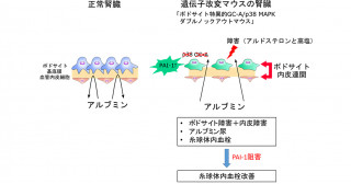 ポドサイトにおけるGC-Aとp38 MAPKの欠損はアルドステロンによる腎障害を増悪させる-ポドサイト-内皮連関におけるPAI-1の関与-