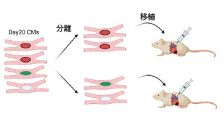 ヒトiPS細胞由来心筋細胞の生着能改善に向けた新しい方法